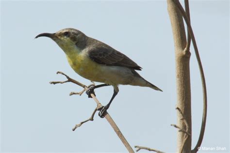 India Travel | Pictures: Purple sunbird female