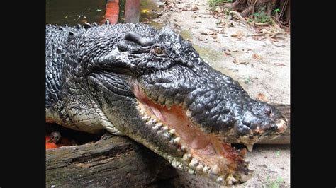 Meet Cassius, world’s largest living crocodile with ‘dreamy’ eyes | Trending - Hindustan Times