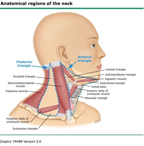 Occipital Lymph Node Location