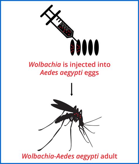 Learn More About Wolbachia - Orange County Mosquito and Vector Control District