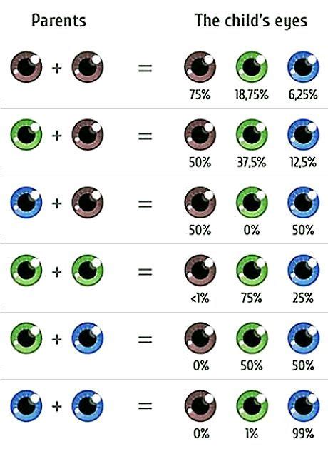 8 Best Eye color chart genetics images in 2020 | Eye color chart, Eye color, Eye color chart ...