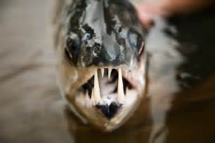 Monster Fish - National Geographic for everyone in everywhere