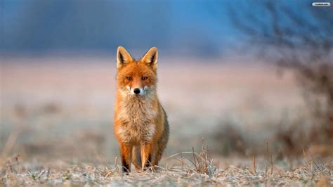 Foxes Wallpapers (62+ images)