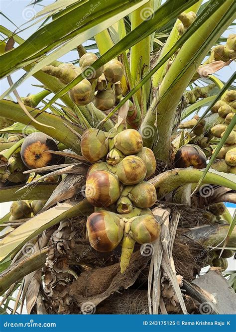 Toddy Palm Fruit, Borassus Flabellifer, Doub Palm, Palmyra Palm, Ice ...