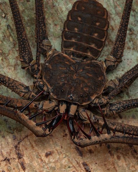 Tailless whip scorpion (Amblypygid). Peruvian Amazon. About 8”/20cm from toe to toe -- a giant ...