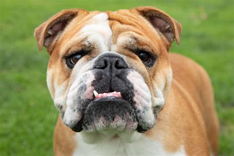 Bulldog (English Bulldog): Dog Breed Characteristics & Care