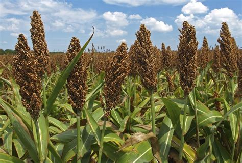 Sugar Drip Sweet Sorghum Heirloom Traditional Syrup Cane Crop Seeds - Other Seeds & Bulbs