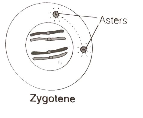 What are the various stages of meiotic prophase - I? Enumerate the ...