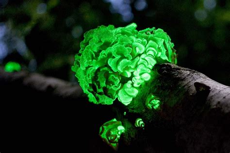 6 Bioluminescent Organisms | Britannica