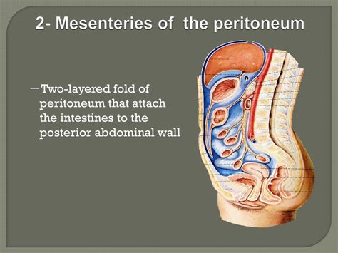 PPT - The peritoneum PowerPoint Presentation, free download - ID:1785134