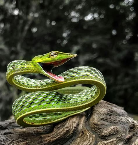 Discovery on Instagram: ““The green vine snake can easily camouflage ...