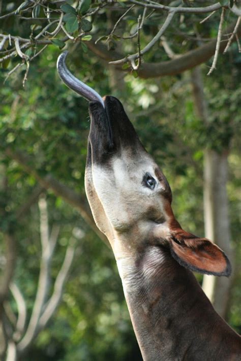 Okapi feeding