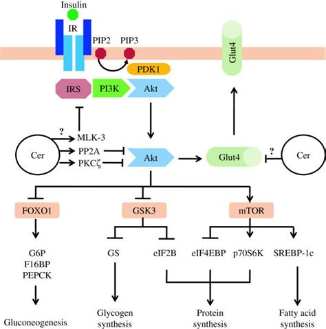 Major pathways in insulin receptor signaling and mechanism of ceramide ...