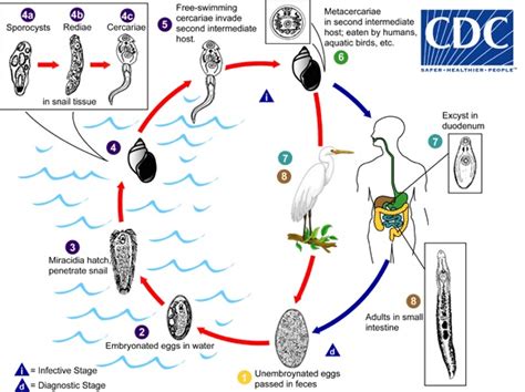 Lecture Notes in Medical Technology: Lecture #9: THE INTESTINAL FLUKES