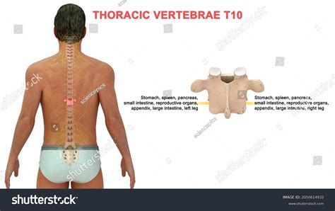 Thoracic Vertebrae T10 Bone Anatomy Labeled Stock Illustration 2050614932 | Shutterstock