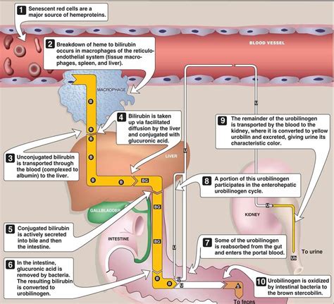 Urobilinogen in urine - what causes positive or high urobilinogen levels