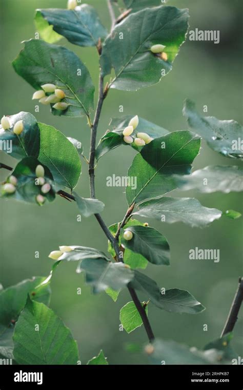 Gall midge larvae on beech leaves Stock Photo - Alamy