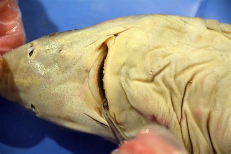 Dogfish Shark Dissection Photos | Videos, lesson plans, and … | Flickr