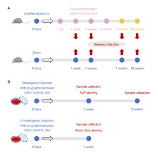Schematic diagram of experiment design. (A) Animal experiment design.... | Download Scientific ...