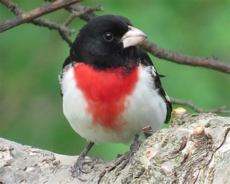 Rose-Breasted Grosbeak Facts, Pictures, and Migration - Owlcation