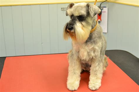 Dapper Dogs Grooming Centre | Norwich