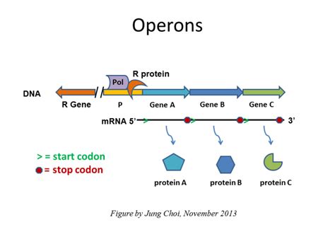 Gene regulation | Biological Principles