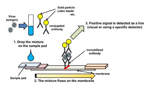 Schematic diagram of immunochromatography. | Download Scientific Diagram