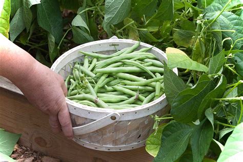 How to Grow and Harvest Green Beans – Harris Seeds