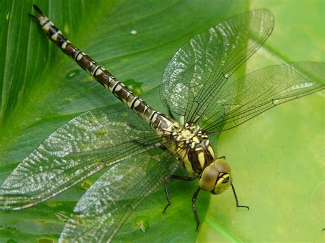 Pin by Cîndea Evelyne on Insecte și gâze | Wildlife photography ...