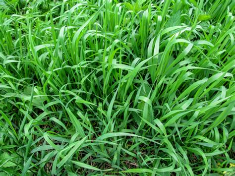 The Quackgrass Identification Guide