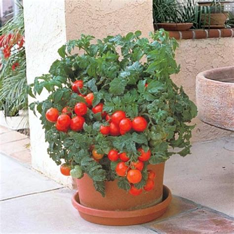 Bush type plants are excellent for container sales and gardening.This compact Super producer ...