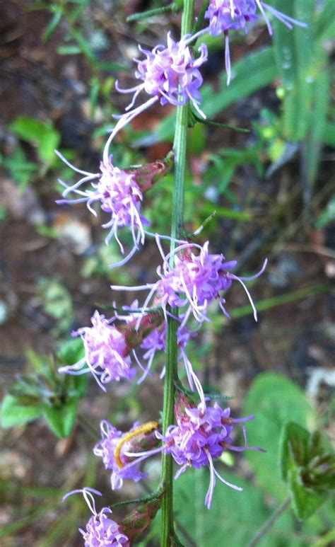 Alabama Wildflowers | Wild flowers, Perennial garden, Purple crown