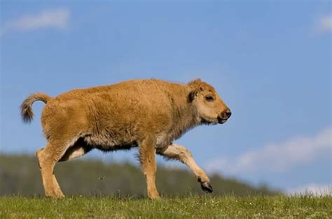 Bison calf, Yellowstone National Park For sale as Framed Prints, Photos ...