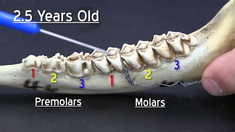 How To Age A Whitetail Deer By Its Teeth - Teeth Poster