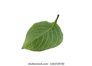 Cordate Leaf: Over 743 Royalty-Free Licensable Stock Photos | Shutterstock