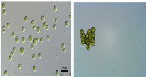 Light Microscope Image of chlorella vulgaris | Download Scientific Diagram