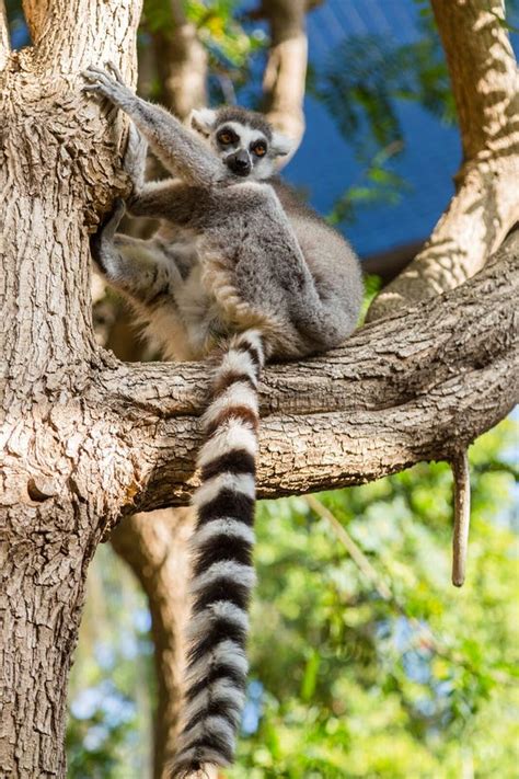 Lemur Catta in the Natural Habitat. Stock Image - Image of madagascar, endangered: 122254591