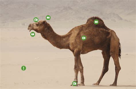 Informational Video about Camels using QuickTime – EdTech Methods