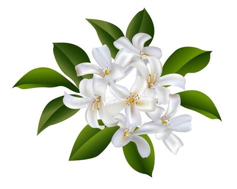 Sampaguita flower cluster | Tatuajes de la flor de jazmín, Flor estética, Lirios flores