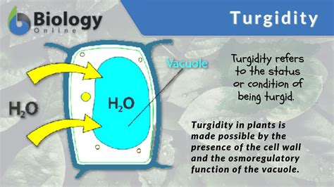 Plasmolysis Definition Biology - advantagetrend