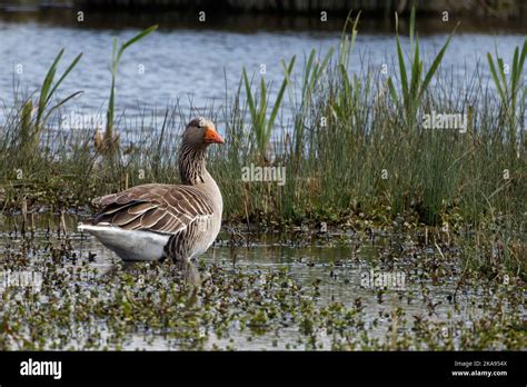 Adult Greylag Goose at RSPB Burton Mere, Neston, Wirral, UK Stock Photo ...