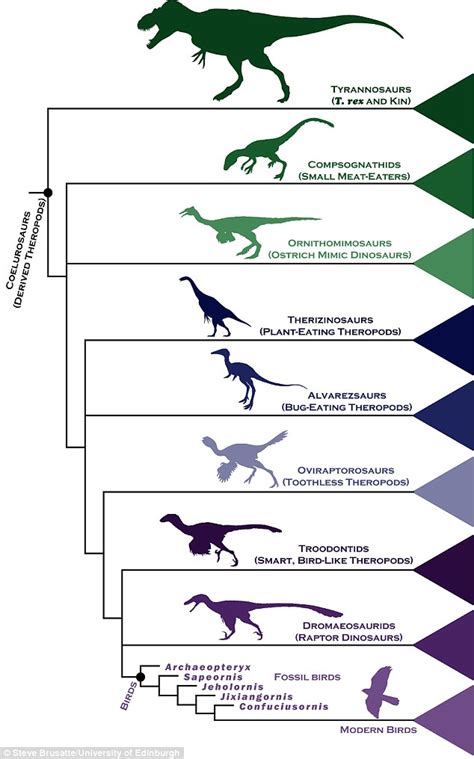 There is NO missing link between birds and dinosaurs: Avian species developed in an ...