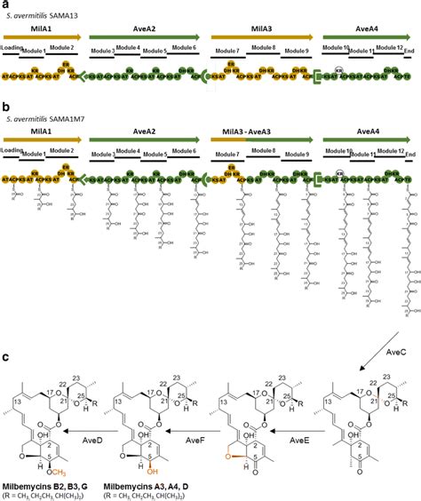 Engineered avermectin-milbemycin hybrid PKSs and predicted milbemycin... | Download Scientific ...