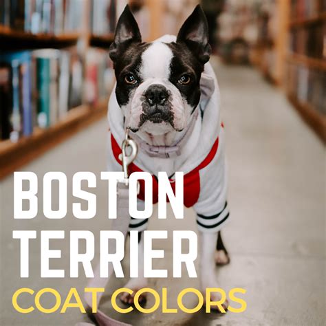 Boston Terrier Colors: All About the Breed - PetHelpful