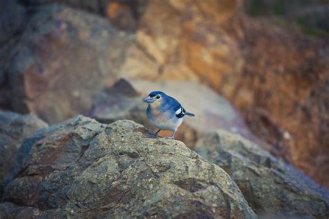 Surprising Animal Species in the Canary Islands | Hello Canary Islands