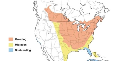 2 Types of Orioles Found in Missouri! (2024) - Bird Watching HQ