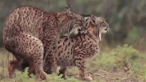 Wild by Nature. Emotions in Motion. SOUND ON! The Iberian lynx Mating | Big cats adventure - YouTube