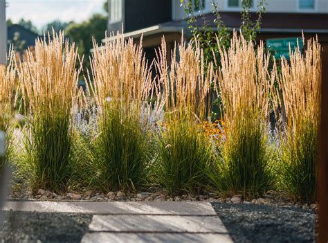 Ornamental Grasses: 8 Ornamental Grass to Plant in Zone 5