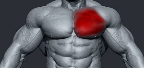 Pectoral strain: common bench press injury • Bodybuilding Wizard