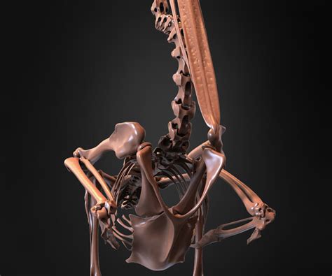 ArtStation - White Pelican Skeleton 3D Model | Resources